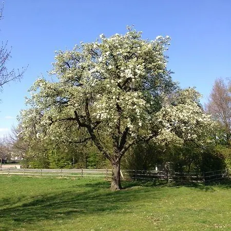 Op Geneijgen Bed & Breakfast Grathem