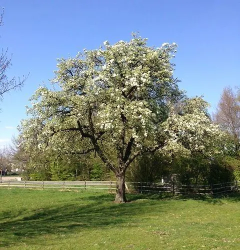 Op Geneijgen Bed & Breakfast Grathem